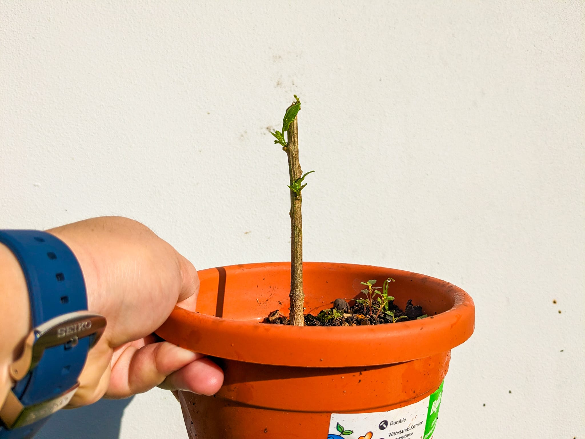 A hand holding a small orange pot with a stem cutting, against a light background.